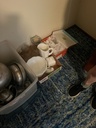 IMG_0803.jpeg